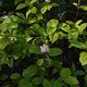 Arctic Fire® Red Twig Dogwood