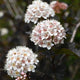 Summer Wine® Ninebark