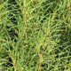 Fine Line® Buckthorn