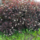 Summer Wine® Ninebark