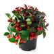 American Wintergreen