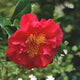 Greensboro Red Camellia