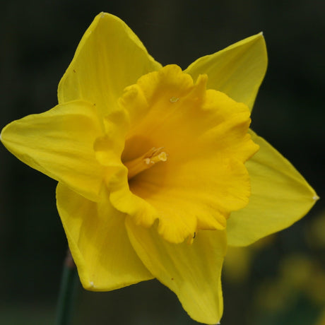 Close-up of a bright yellow daffodil flower with a trumpet-shaped center and six petals.