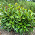 Unkept small bay laurel bush planted in a garden bed near rosemary