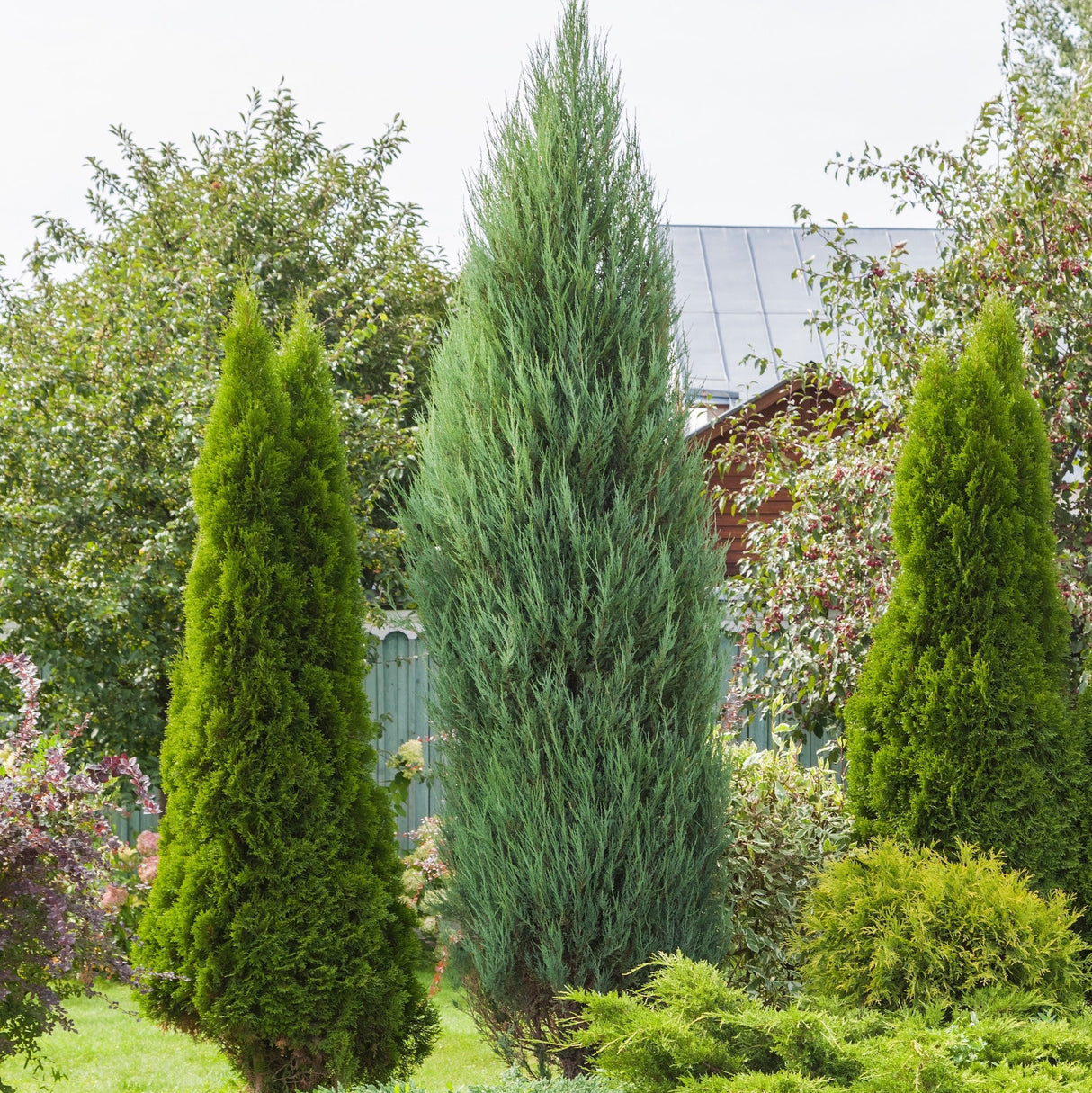 Spartan Juniper - NationwidePlants.com  