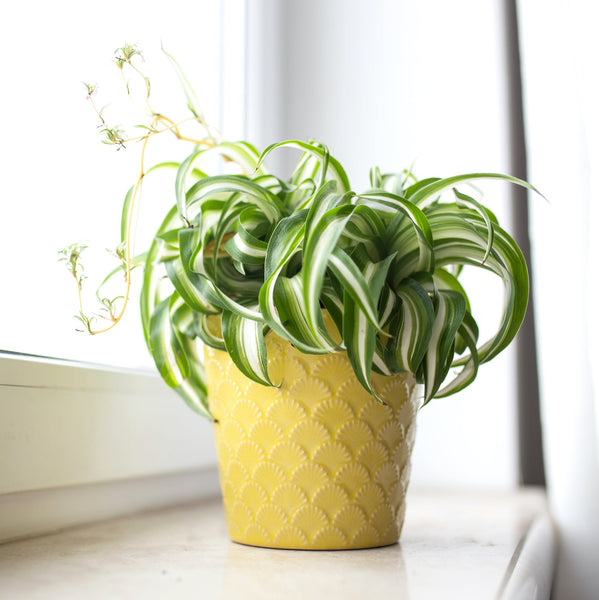 spider plant size of pot Spider Plant 'Bonnie'