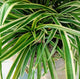 Foliage view of the spider plant reverse houseplant