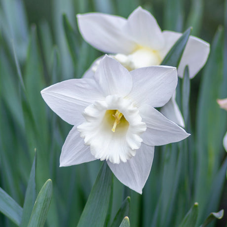 Close-up of a pure white daffodil, stainless variety, with a barely noticeable pale yellow center. The flower is surrounded by green foliage.