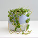 String of Turtles plant with trailing round green leaves in a glossy blue and white pot on a white surface.