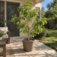 Sugar Apple Tree
