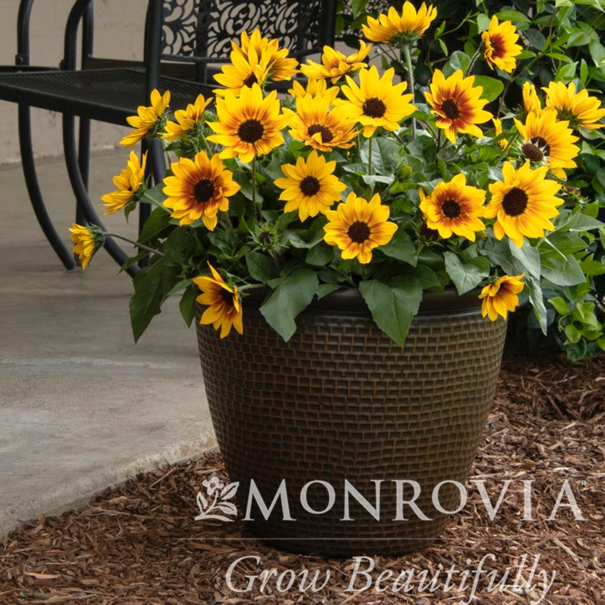 SunBelievable Helianthus - Thumbnail 2