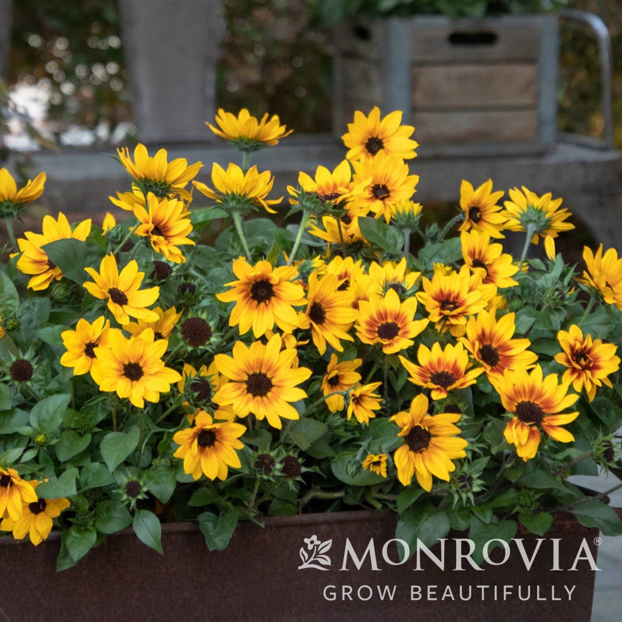 SunBelievable Helianthus - Thumbnail 2