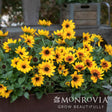 Bushy sunbelievable brown eyed girl helianthus plant with numerous yellow petals and dark centers in a brown planter on a patio.