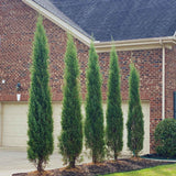 Taylor Juniper Trees