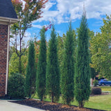 Taylor Juniper Trees