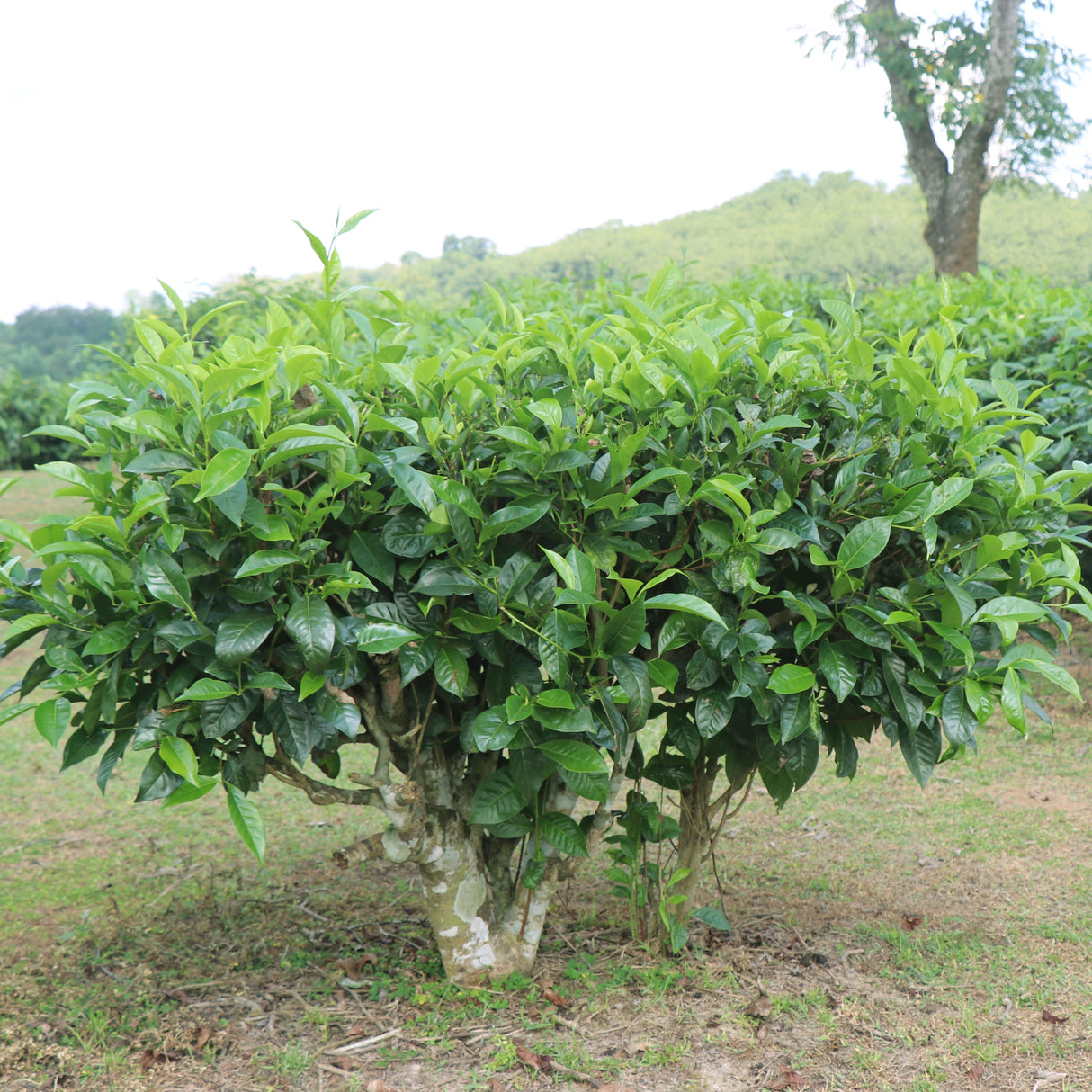 Tea Plant - NationwidePlants.com  