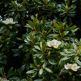 Teddy Bear® Southern Magnolia - foliage and blooms 