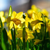 Close-up of bright yellow Tête-à-Tête daffodils with green stems and blurred background.