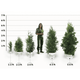 Thuja Green Giant Trees