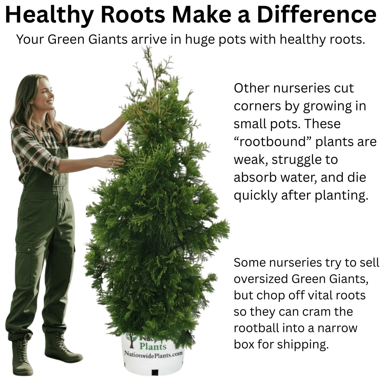 Thuja Green Giant Trees