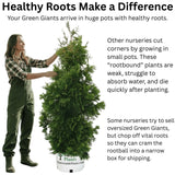 Thuja Green Giant Trees
