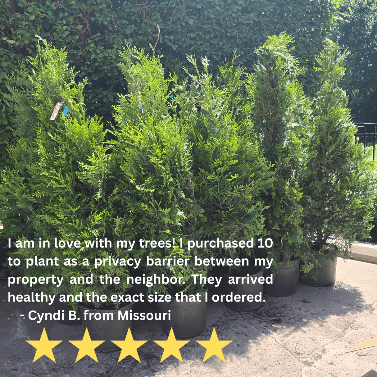 Thuja Green Giant Trees