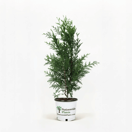 Thuja Green Giant 1-2 ft. tall hide