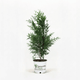 Thuja Green Giant 1-2 ft. tall hide