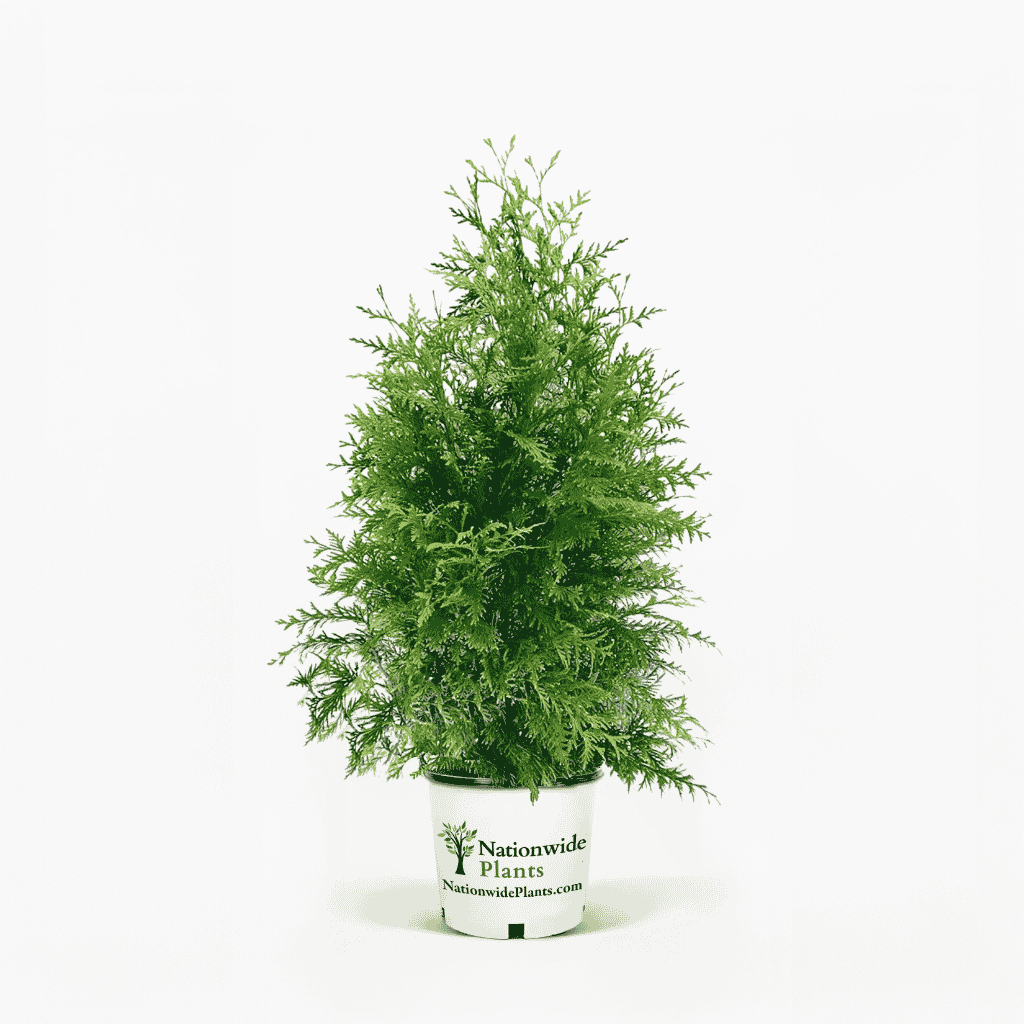 Thuja Green Giant 2-3 ft. tall hide