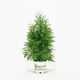 Thuja Green Giant 2-3 ft. tall hide