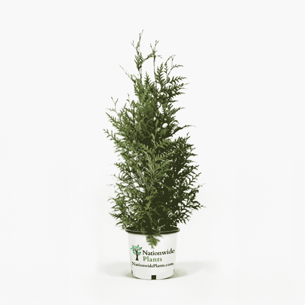Thuja Green Giant 3-4 ft. tall hide