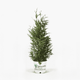 Thuja Green Giant 3-4 ft. tall hide