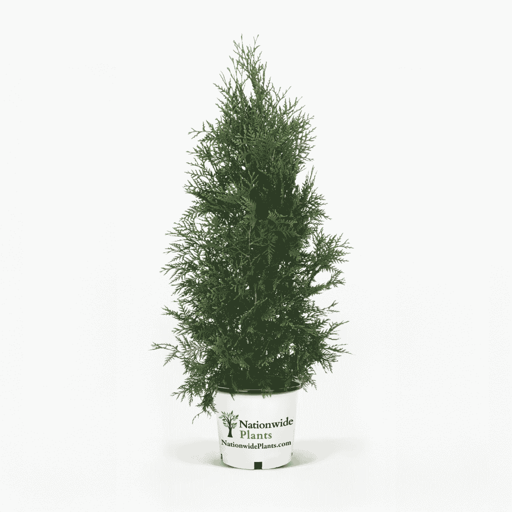 Thuja Green Giant 4-5 ft. tall hide