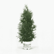 Thuja Green Giant 4-5 ft. tall hide
