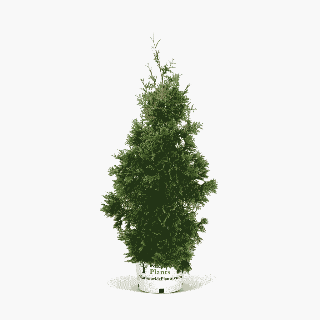 Thuja Green Giant 5-6 ft. tall hide