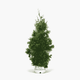 Thuja Green Giant 5-6 ft. tall hide