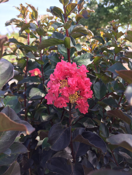 Thunderstruck™ Coral Boom™ Crape Myrtle - NationwidePlants.com  