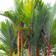 Close up of the tops of a cluster of lipstick palm trees 