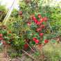 Pomegranate tree laden with red, ripe fruits growing in a field with natural ground cover.