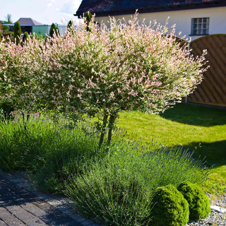 Tri-Color Dappled Willow Tree - NationwidePlants.com  