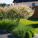 Tri-Color Dappled Willow Tree in a garden bed, surrounded by greenery and flowers.