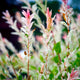 Close-up of Tri-Color Dappled Willow leaves, showing pink and white new growth.