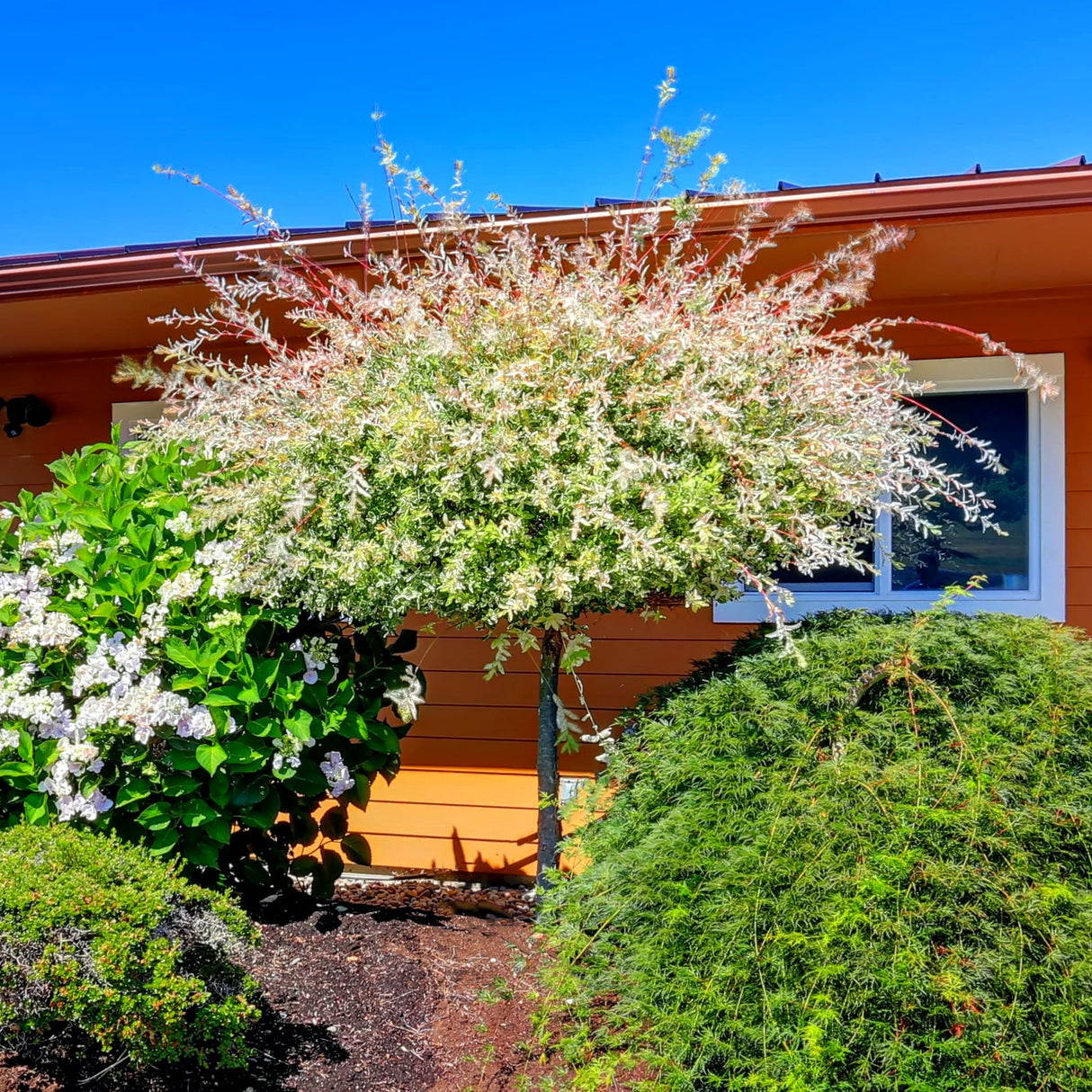 Tri-color dappled willow tree with variegated green, white, and pink foliage in a landscaped garden.
