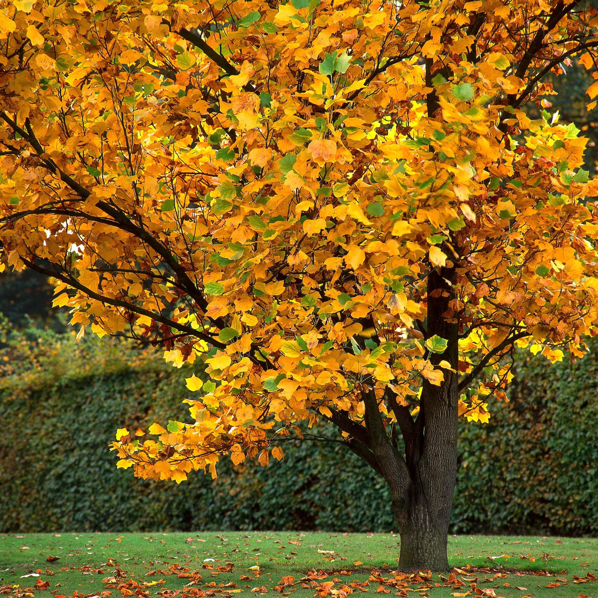 Tulip Poplar Trees