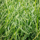 Dense twister grass foliage with blurred twisted grass int the background.