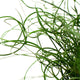 Close up of Twister Grass with twisted spirals of green foliage against white background.