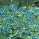Blue Muffin® Arrowwood Viburnum
