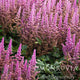 Dense group of vision in pink astilbe in bloom.