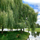 Weeping Willow tree near a lake, with gracefully arching branches.