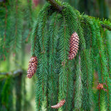 Weeping Norway Spruce - NationwidePlants.com  